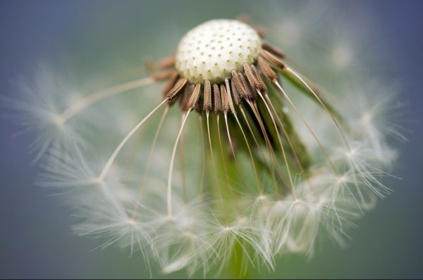 (Image via pixabay / CC0 1.0)