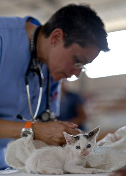 Consult a vet if your cat has been in an accident, looks weak or dull, has respiratory problems, making sounds of pain or discomfort, has balancing difficulties, urinary or defecating problems. (Image: Pixabay / CC0 1.0)