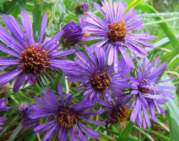 New England Asters are used to treat nosebleeds and mental disorders. (Image: Jessica Bolser/USFWS via Flickr CC BY 2.0 )