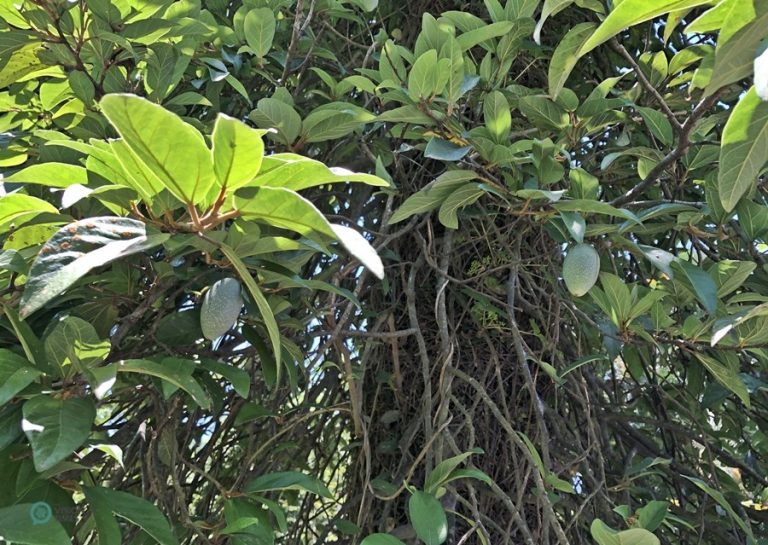 There are hundreds of endemic species of plants in the park's Native Plant Garden.