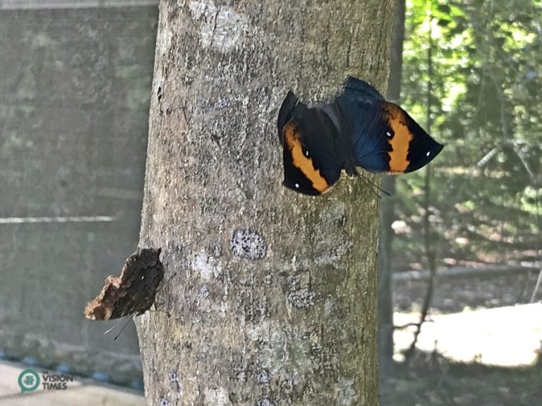 The Kallima inachus formosana Fruhstorfer in Asia Cement Ecological Park.