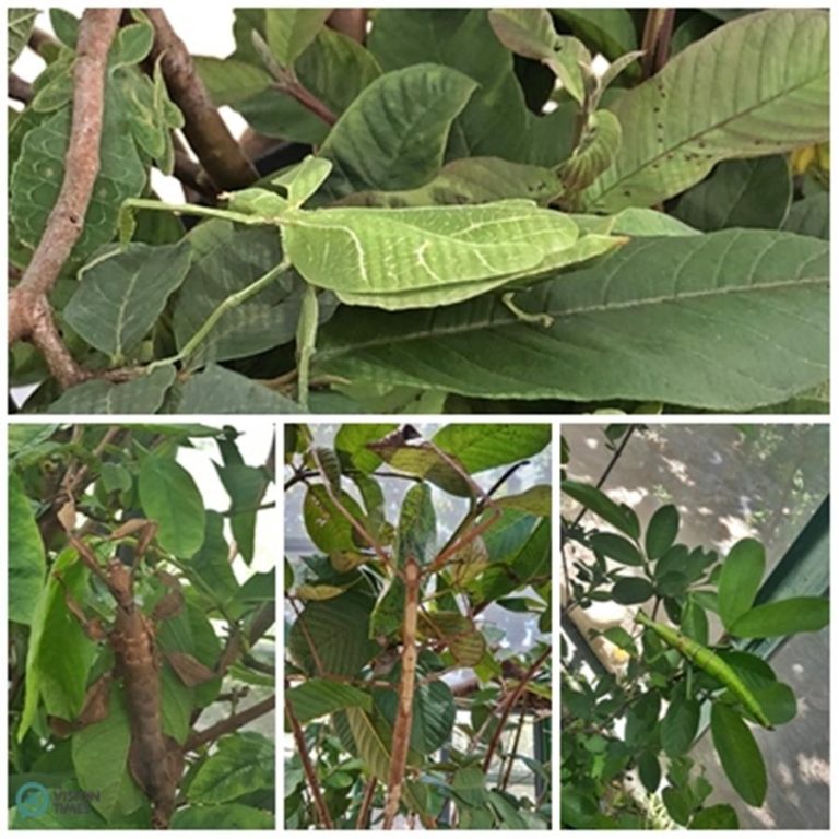 There are about ten species of domestic and foreign stick insects displayed in the Park.