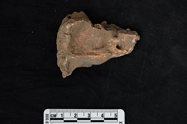 Piece of petrous bone from a ~9,500-year-old individual from Bianbian Cave, Shandong, China. This individual was part of a northern ancestry group found along the Yellow River and up into the eastern steppes of Siberia. (Image: GAO Wei)
