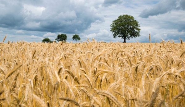 Many Australian farmers are staring at losses after China increased tariffs. (Image: Pixabay / CC0 1.0)