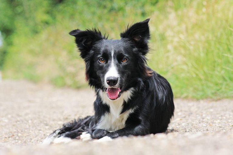 The honorable Lucy Lou, a sassy Border Collie had left office in November 2015.