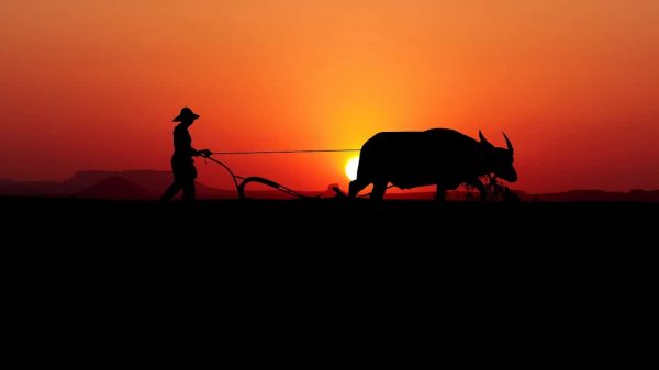 The farmer did well according to what he understood. (Image: Pixabay / CC0 1.0)