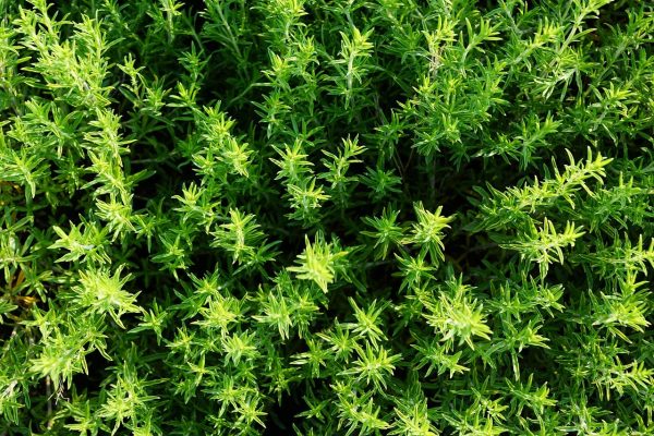Thyme is good for the lungs. (Image: Pixabay / CC0 1.0)