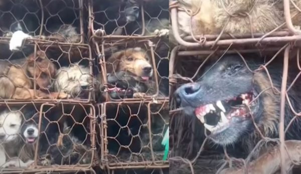 Dogs are crammed into tiny cages at the dog meat festival.
