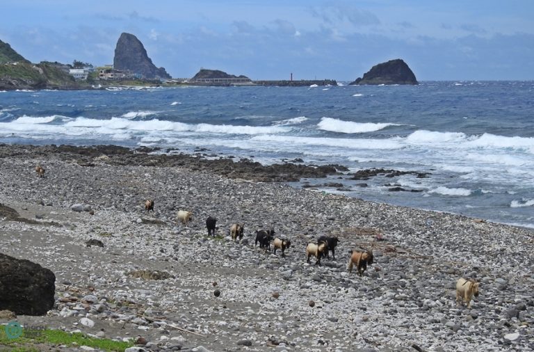 A group of goats following the bellwether on the beach.