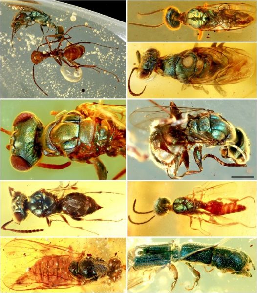 Diverse structural-colored insects in mid-Cretaceous amber from northern Myanmar (Image by NIGPAS)