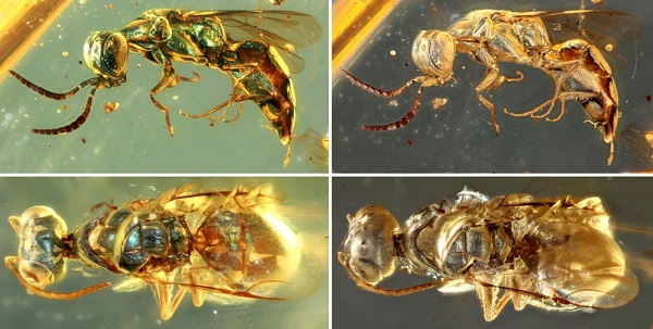 Comparisons between original and altered metallic colors in cleptine wasps (Image by NIGPAS)