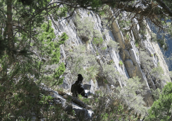 Dr Lorena Becerra-Valdivia working near the entrance of Chiquihuite Cave. (Image: Thomas L.C. Gibson)