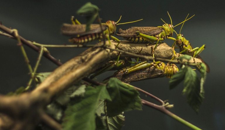 North America had a devastating experience with locusts in 1875.