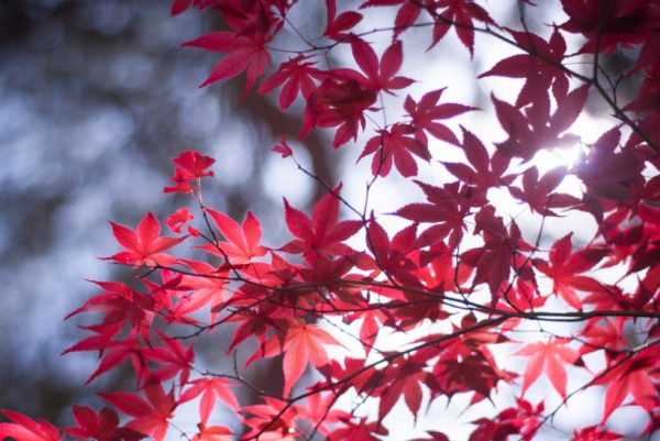 (Image: Xiaojun Deng via flickr CC BY 2.0 )