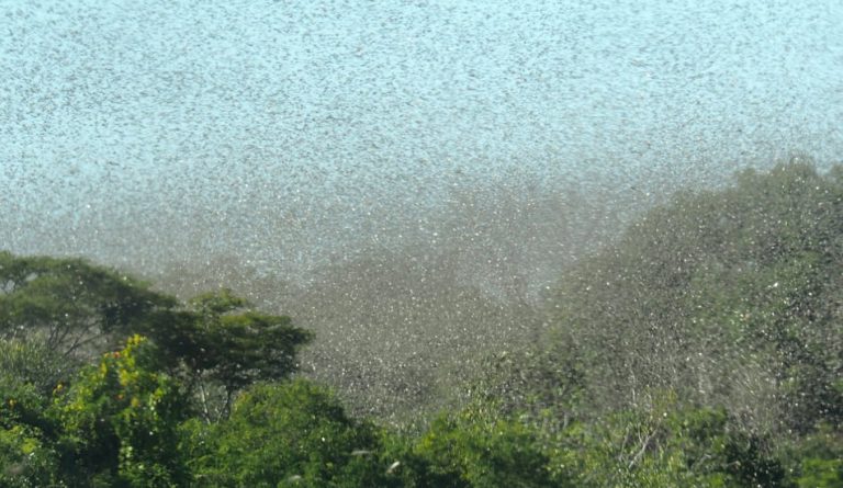 Locust swarms will cause a massive spike in food prices.