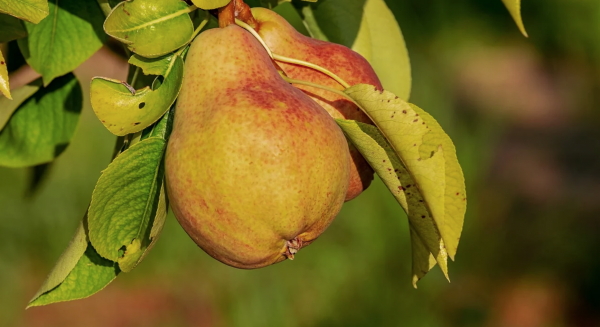 pear