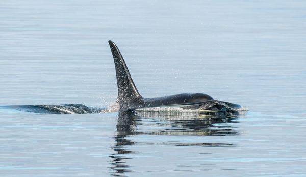 Killer whales being instructed to save people one of the whale myths from around the world.