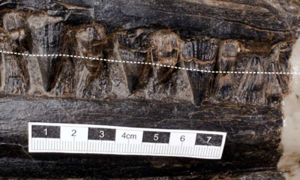 The ichthyosaur's teeth, with the broken white line indicating the approximate gum line of the upper jaw. (Credit: Jiang et al./iScience)