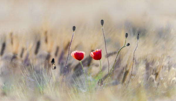 Poppies in a field.