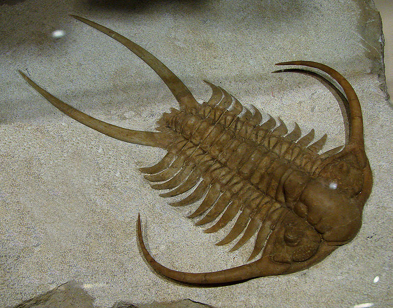 A Trilobite