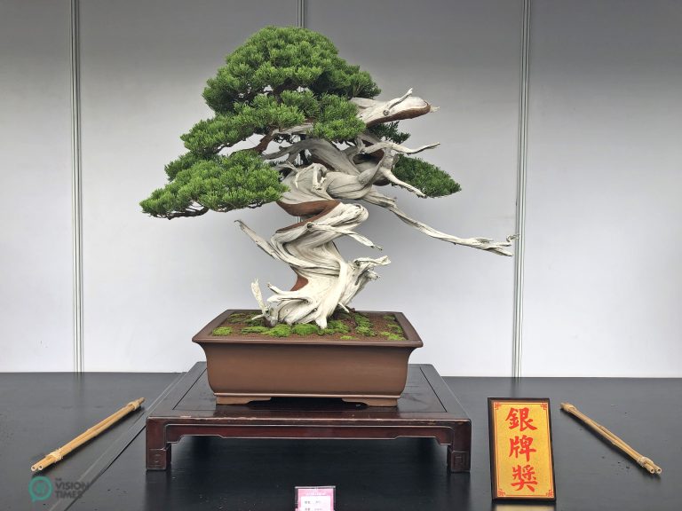 The bonsai that won second place at the Bonsai and Suiseki Exhibition.