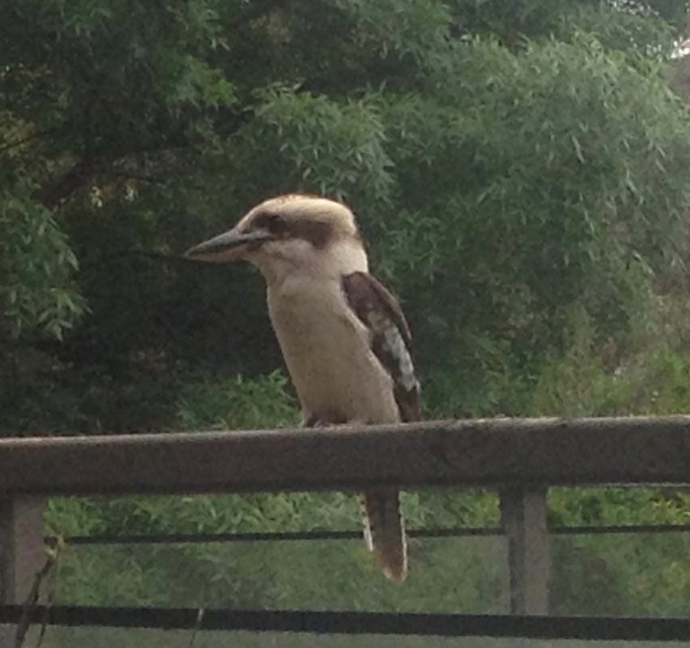 The kookaburra that we named Wally.