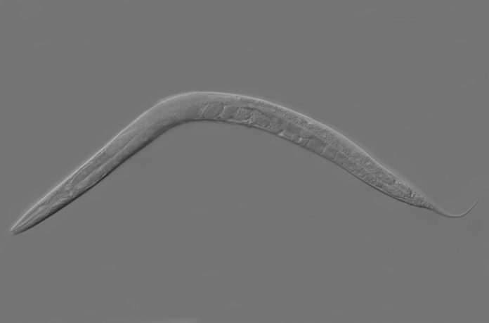 Gravity affects genes in low level gravity environments.