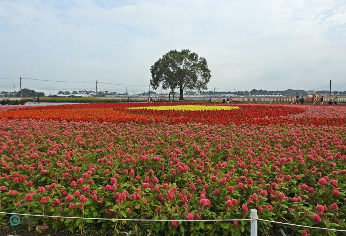 The 2020 Xinshe Sea of Flowers and Taichung International Flower Carpet Festival are expected to attract over 2 million visitors.