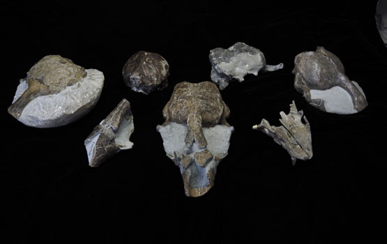 Pieces of the discovered seal fossil specimens.