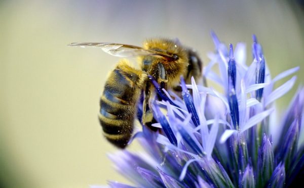 Honeybee on a flower