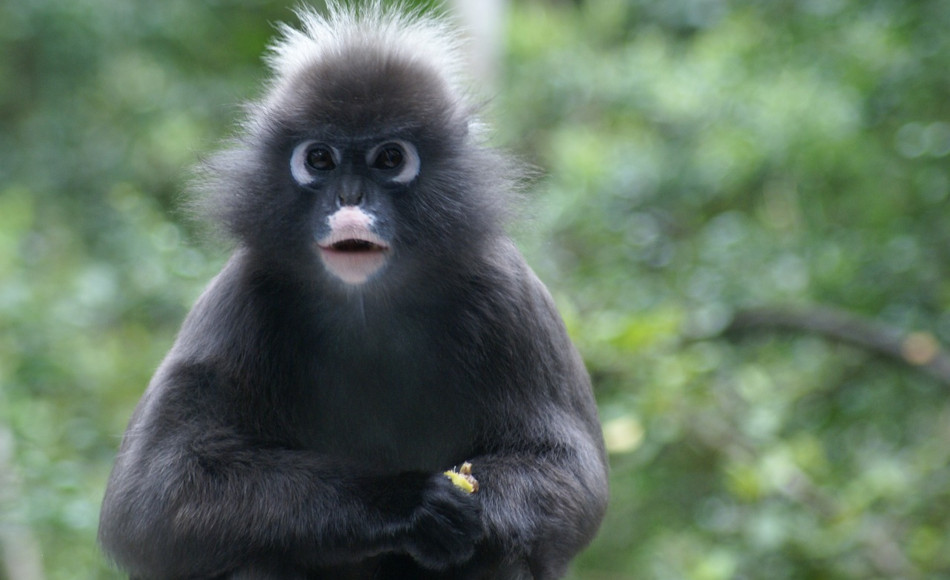 A leaf monkey