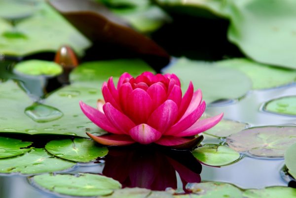 lotus