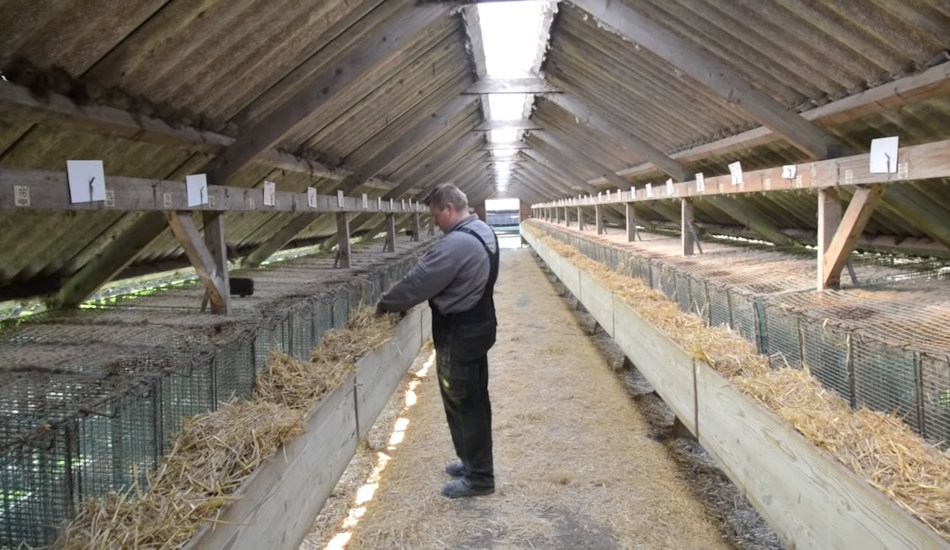 A worker checks the cages at a mink farm.