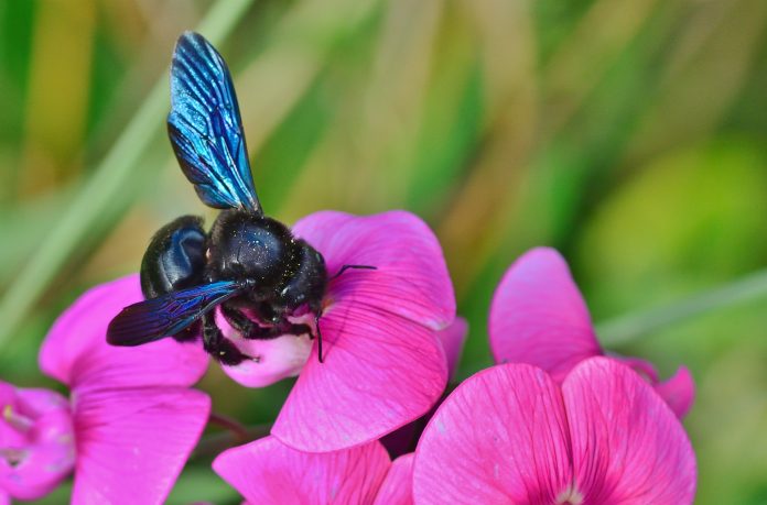 European custom of Telling the Bees