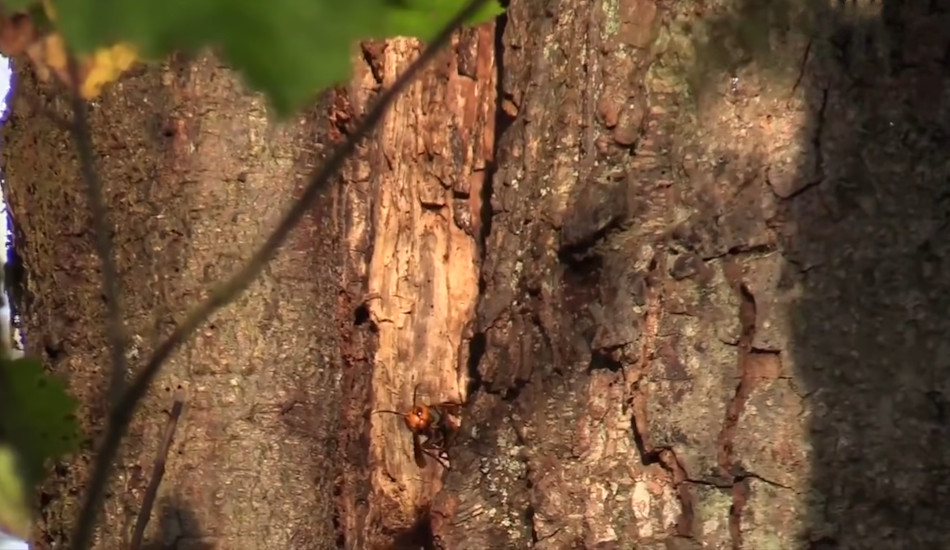 A murder hornet flies out of its nest in a tree.