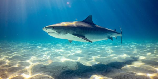 A black shark underwater.