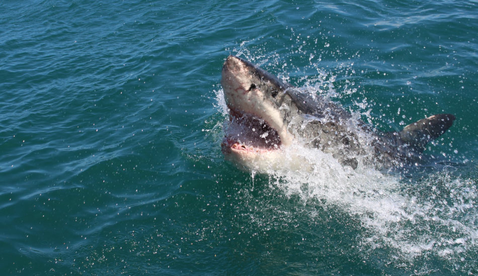 A shark surfaces from the ocean.
