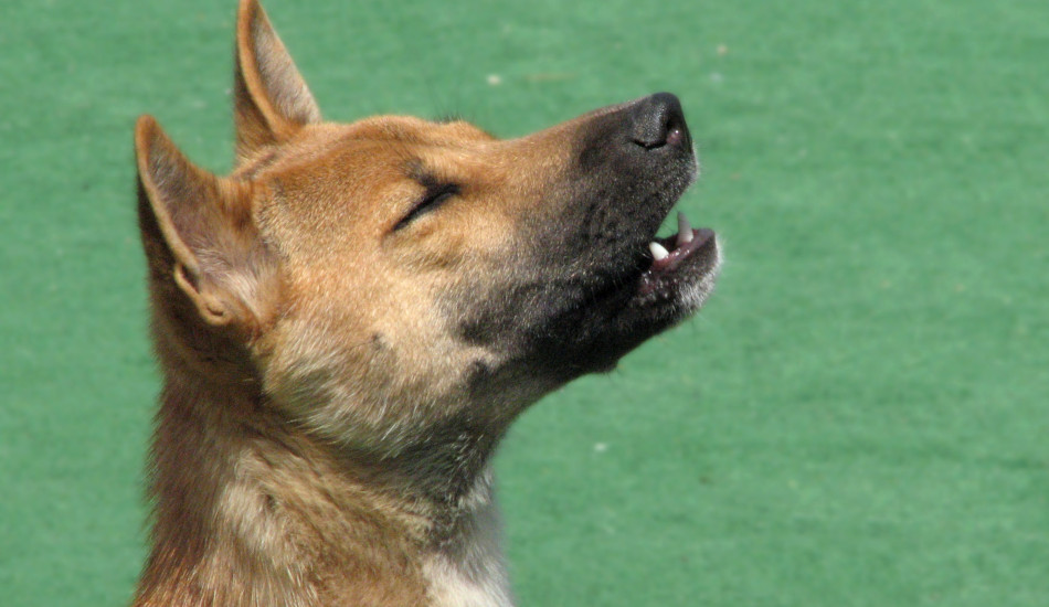 A howling New Guinea singing dog.