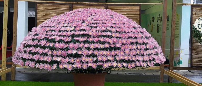 The 'Large Chrysanthemum Variety Display Area' is one of the most popular spots at the flower show.