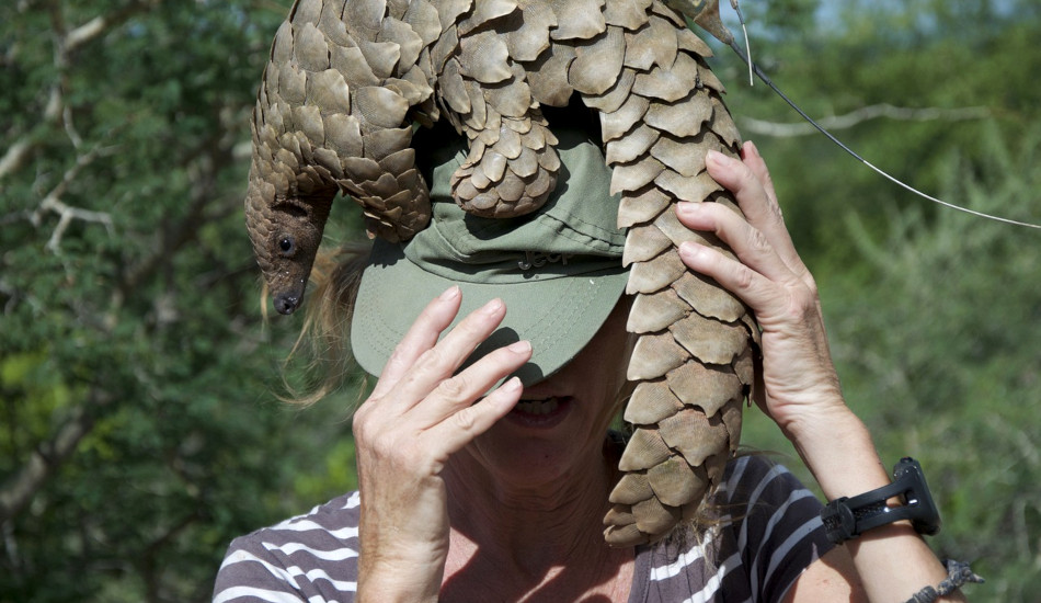 A Chinese pangolin on top of a woman's head.