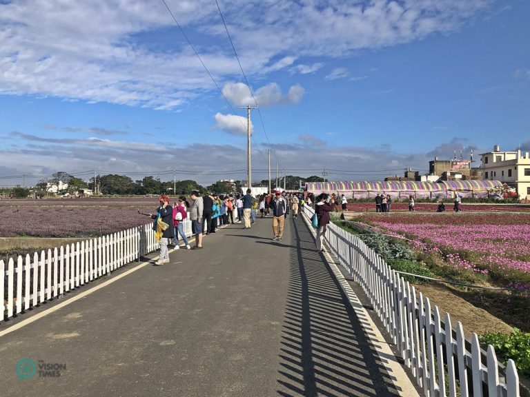 The Mesona Flower Festival is the only one of its kind in the world, and it has become a popular festival in northern Taiwan.