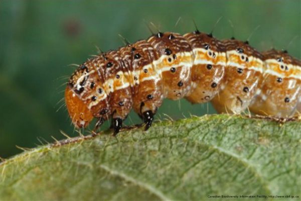 The plague of armyworms is caused by the fall armyworm in caterpillar form.