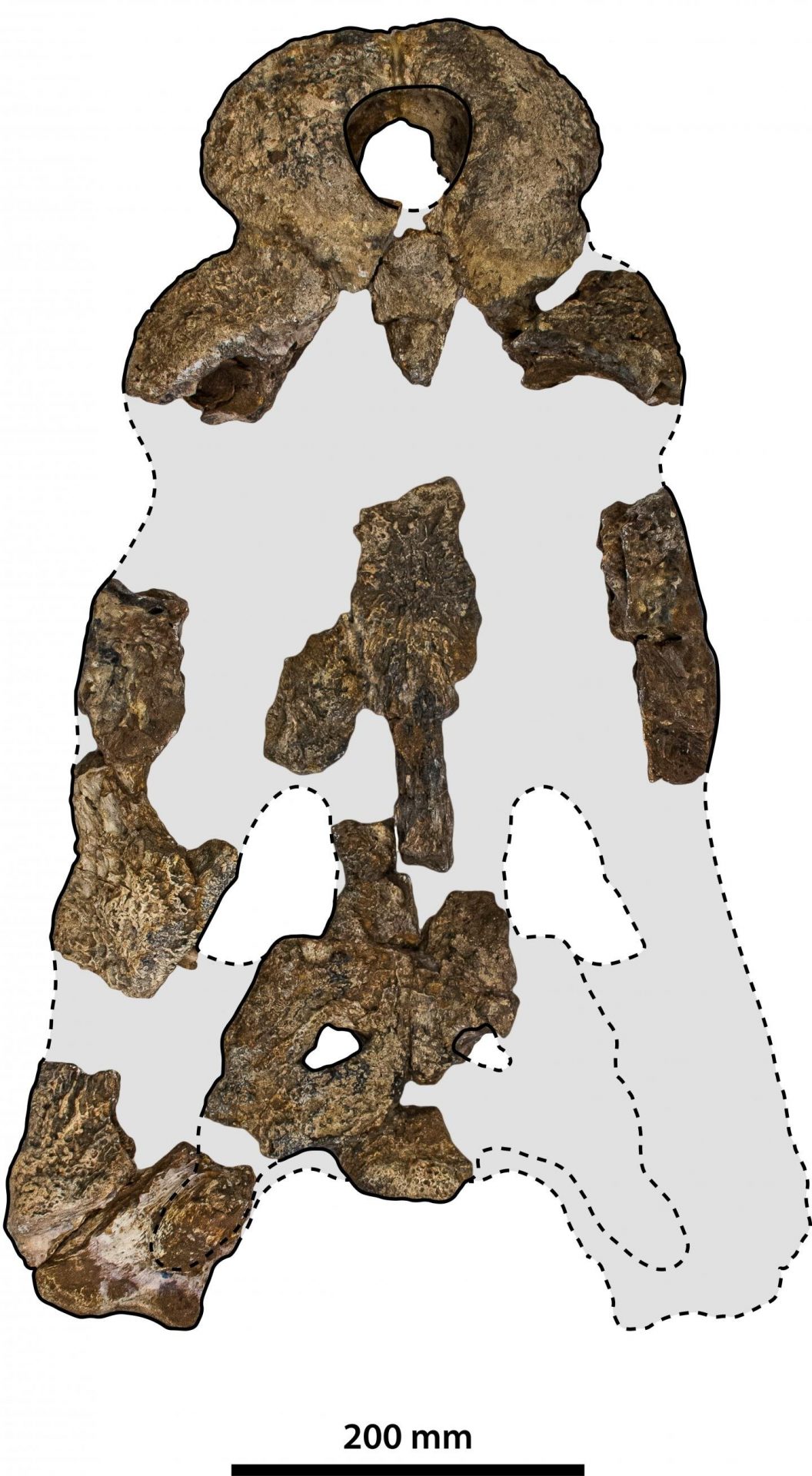 Skull pieces of Paludirex vincenti.