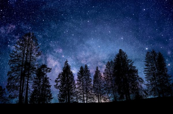 Fir trees at night.