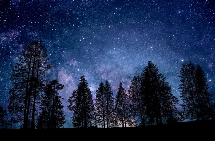 Fir trees at night.