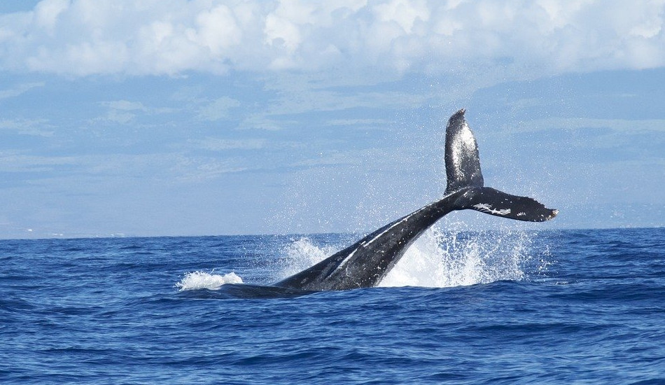 A whale diving