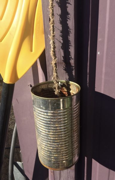 An old tin with a rope hanging to the bottom of tin that holds water. Designed to be a bee friendly drinking fountain and only attracting bees on hot days in dry climates. Image by Darren Anderson.