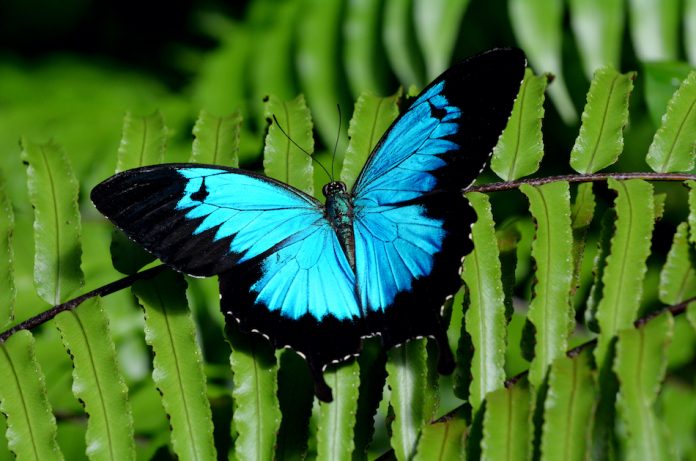 Bright blue Ulysses Butterfly on green fern.
