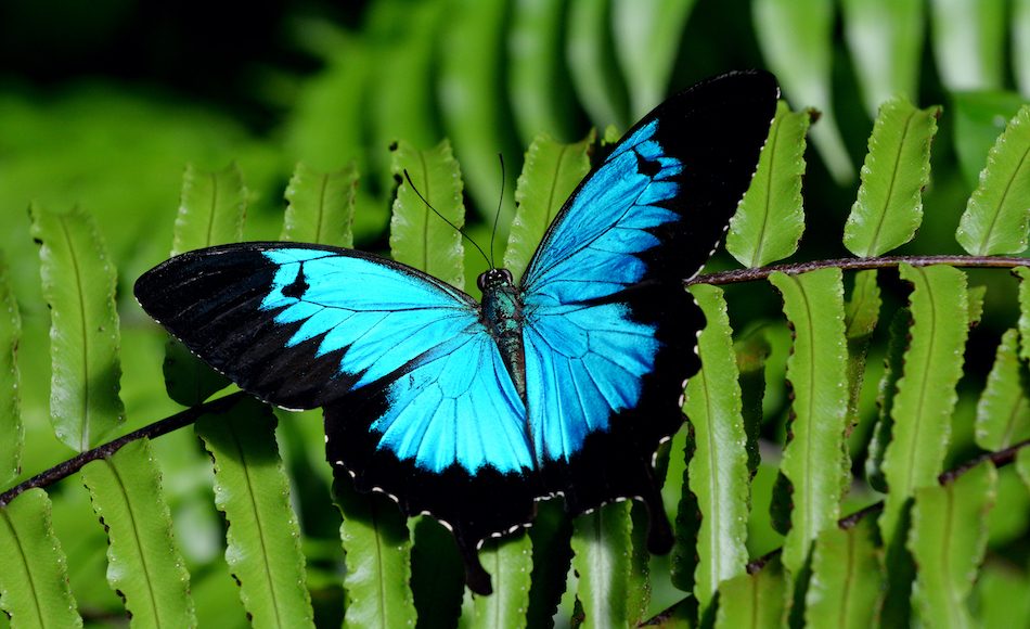 Bright blue Ulysses Butterfly on green fern.