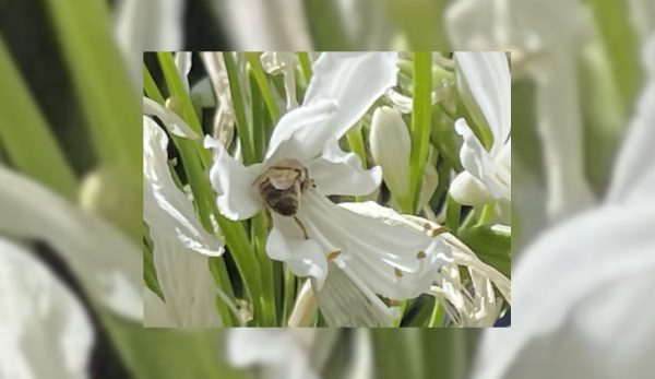 A white agapanthus with a honey bee using the landing strip on the petal for balance as it collects the pollen.